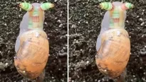 YouTube: caracol es infectado por extraño parásito que lo hace cambiar de color. Foto: captura/Video: Viral Press