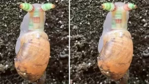 YouTube: caracol es infectado por extraño parásito que lo hace cambiar de color. Foto: captura/Video: Viral Press