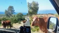 YouTube: Conductor le pregunta a vaca qué camino seguir y la reacción del animal lo sorprende