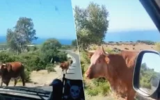 YouTube: Conductor le pregunta a vaca qué camino seguir y la reacción del animal lo sorprende - Noticias de viral