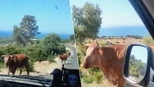 YouTube: Conductor le pregunta a una vaca qué camino seguir y la reacción del animal se vuelve viral. Foto: Captura