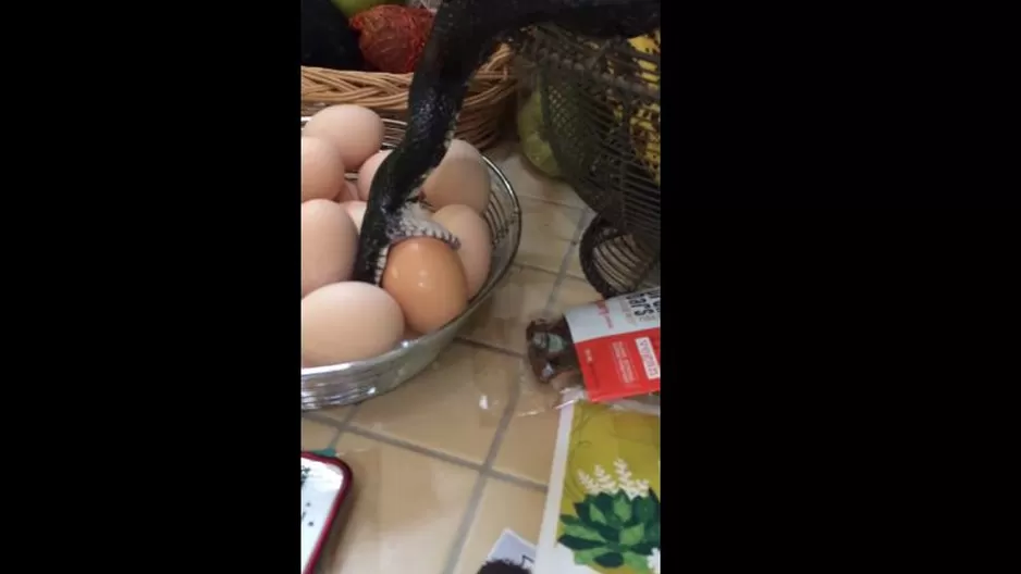 YouTube: descubren a serpiente tratando de robar huevos