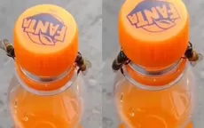 YouTube: Dos abejas trabajan en equipo y logran destapar una botella de gaseosa - Noticias de madre-familia