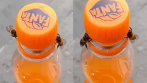 YouTube: Dos abejas trabajan en equipo y logran destapar una botella de gaseosa. Video: ViralHog