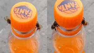 YouTube: Dos abejas trabajan en equipo y logran destapar una botella de gaseosa. Video: ViralHog