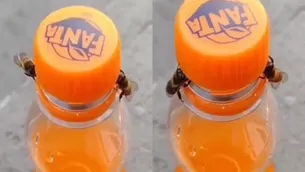 YouTube: Dos abejas trabajan en equipo y logran destapar una botella de gaseosa. Video: ViralHog