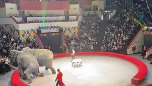 YouTube: Dos elefantes se pelean en plena actuación en un circo repleto de gente. Foto: Captura / Video: RT