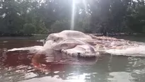 Encontraron enorme cadáver de animal marino en Indonesia. Video: Youtube 'HeraNoticias'