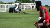 YouTube: Enorme cocodrilo irrumpe en el entrenamiento del club de fútbol Toronto FC