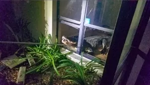 YouTube: enorme cocodrilo se mete hasta la cocina de una casa en Florida. Foto: Policía de Clearwater