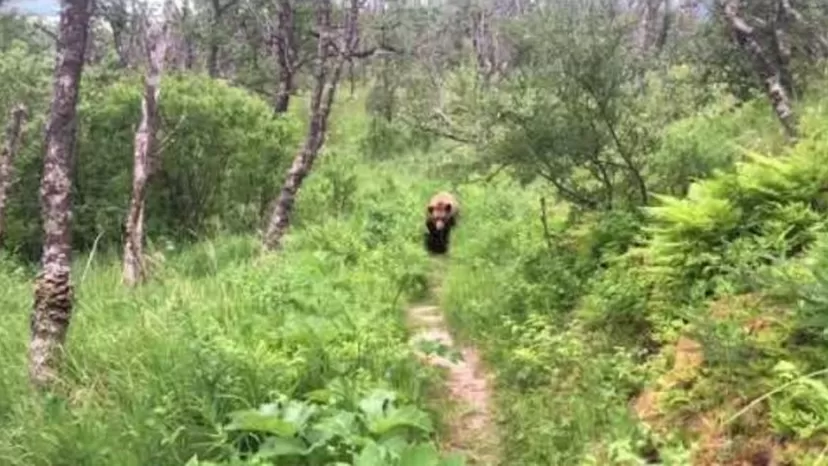 YouTube: el escalofriante encuentro de una pareja de recién casados con un enorme oso