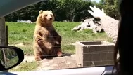 YouTube: este oso atrapa comida al vuelo como un verdadero portero