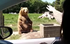 YouTube: este oso atrapa comida al vuelo como un verdadero portero - Noticias de oso