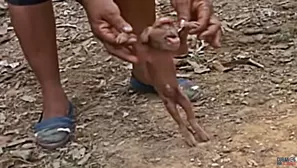 Nace cerdito con cara de mono. Video: YouTube 'Cubanos por el Mundo'