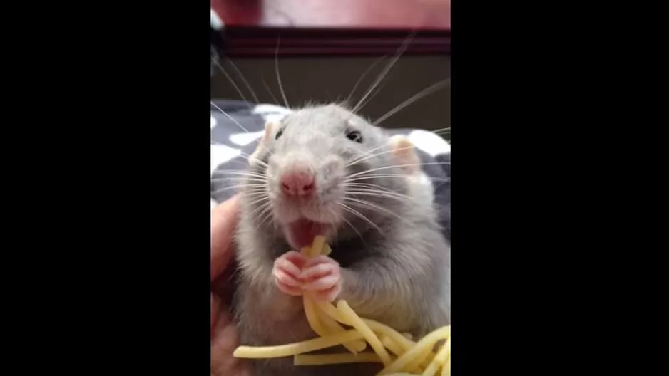 YouTube: este ratoncito derretirá tu corazón por la forma en la que come sus fideos