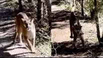 YouTube: Excursionista sobrevive de milagro a su aterrador encuentro con un puma. Imagen: FOX 13 News Utah