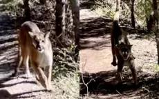 YouTube: Excursionista sobrevive de milagro a su aterrador encuentro con un puma - Noticias de madre-familia