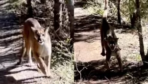 YouTube: Excursionista sobrevive de milagro a su aterrador encuentro con un puma. Imagen: FOX 13 News Utah