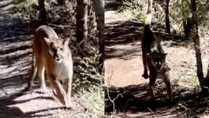 YouTube: Excursionista sobrevive de milagro a su aterrador encuentro con un puma. Imagen: FOX 13 News Utah