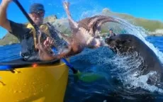 YouTube: foca golpea a kayakista con un enorme pulpo y causa risas a miles - Noticias de pulpos