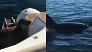 Youtube: una foca se sube a barco para evitar ser devorada por ballenas 