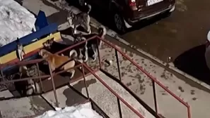 YouTube: Gato aguanta el ataque de siete perros, los enfrenta y al final los hace huir. Foto: Captura / Video: Sputnik