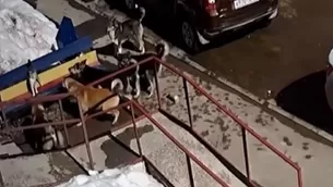 YouTube: Gato aguanta el ataque de siete perros, los enfrenta y al final los hace huir. Foto: Captura / Video: Sputnik