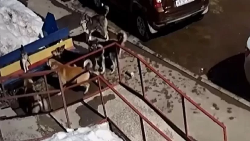 YouTube: Gato se enfrenta a siete perros y el desenlace de la pelea se vuelve viral
