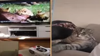 Ante tales im&aacute;genes, el felino no puede disimular su sorpresa y susto, lo cual gener&oacute; la risa de miles de internautas en YouTube. (Foto: Captura de video/Video: Pet On Tube)