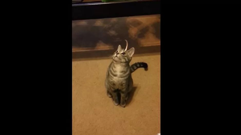 YouTube: Joe Formanek YouTube: Joe Formanek