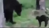 YouTube: Gato se enfrenta a un oso para defender a sus dueños. Video: Captura