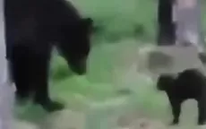 YouTube: Gato se enfrenta a un oso para defender a sus dueños - Noticias de feriado