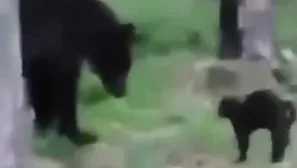 YouTube: Gato se enfrenta a un oso para defender a sus dueños. Video: Captura