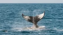 YouTube: Gigantesca ballena azul se acerca a gran velocidad y sorprende a grupo de surfistas. Video: Storyful Rights Management