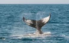 YouTube: Gigantesca ballena azul se acerca y sorprende a grupo de surfistas - Noticias de ballena-jorobada