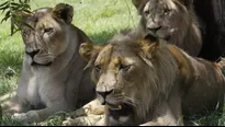 YouTube: guía sigue huellas de leones camuflados entre la hierba y se lleva amarga sorpresa. Foto: captura