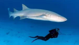 YouTube: la ins&oacute;lita reacci&oacute;n de un buzo para espantar a tibur&oacute;n que se le acerc&oacute;. Foto: Norbert Probst/Video: RT