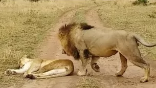 La peculiar forma en la que un le&oacute;n despierta a una leona se ha convertido en viral en YouTube. (Foto: Captura de video/Video: Kruger Sightings)