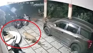 YouTube viral: leopardo ataca a perro que dormía en la entrada de su casa. Foto: captura/Video: India Today