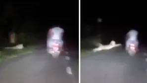 YouTube: Leopardo se lanza contra motocicleta con 2 pasajeros en carretera de India. Foto: captura/Video: @susantananda3 