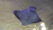 YouTube: mantarraya gigante se acerca a buceador para pedir que le salve la vida. Foto: captura