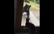 Youtube: una miedosa gata doméstica ahuyentó a un oso con este movimiento  - Noticias de oso