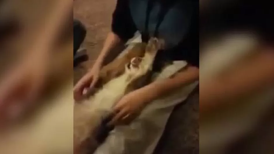 YouTube: mira la adorable reacción de este cachorro al que le hacen cosquillas