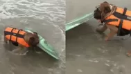 YouTube: mira cómo el pequeño 'Biuf' incursiona en el surf