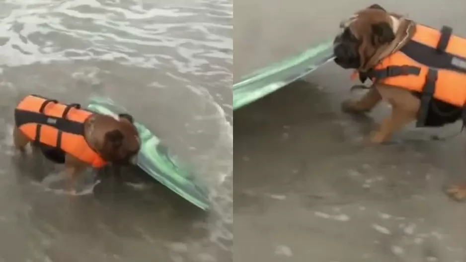 YouTube: mira cómo el pequeño 'Biuf' incursiona en el surf