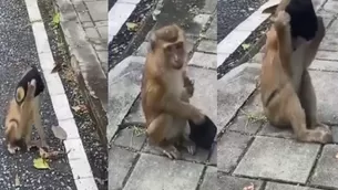 YouTube: Mono levanta del suelo una mascarilla contra la COVID-19 y se la pone "correctamente". Foto: Captura de video