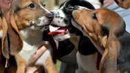 YouTube: nace la primera camada de perros por fecundación in vitro