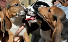 YouTube: nace la primera camada de perros por fecundación in vitro - Noticias de women-in-medicine