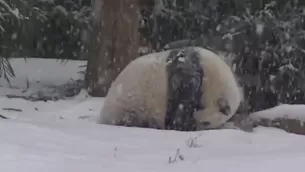 Video: Smithsonian's National Zoo