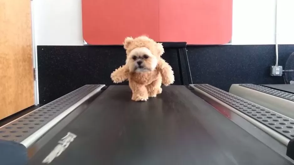 YouTube: osito de peluche con cara de Shih Tzu hace ejercicio